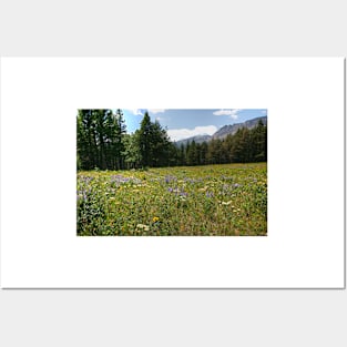 Glacier National Park Wild Flowers3 Posters and Art